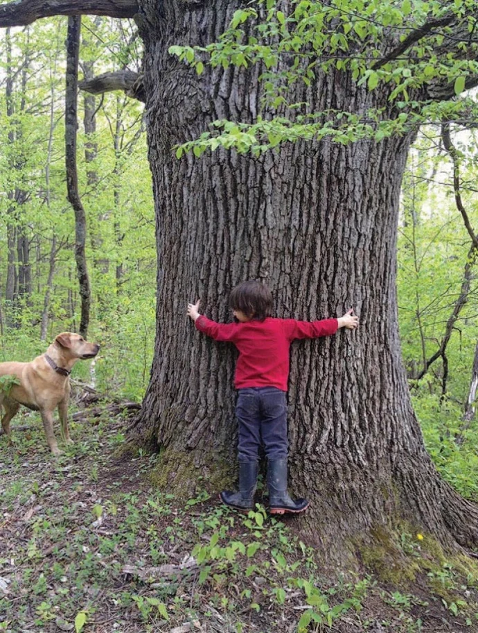Big Oak
