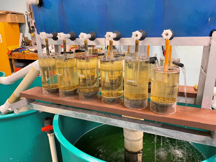Sturgeon incubator
