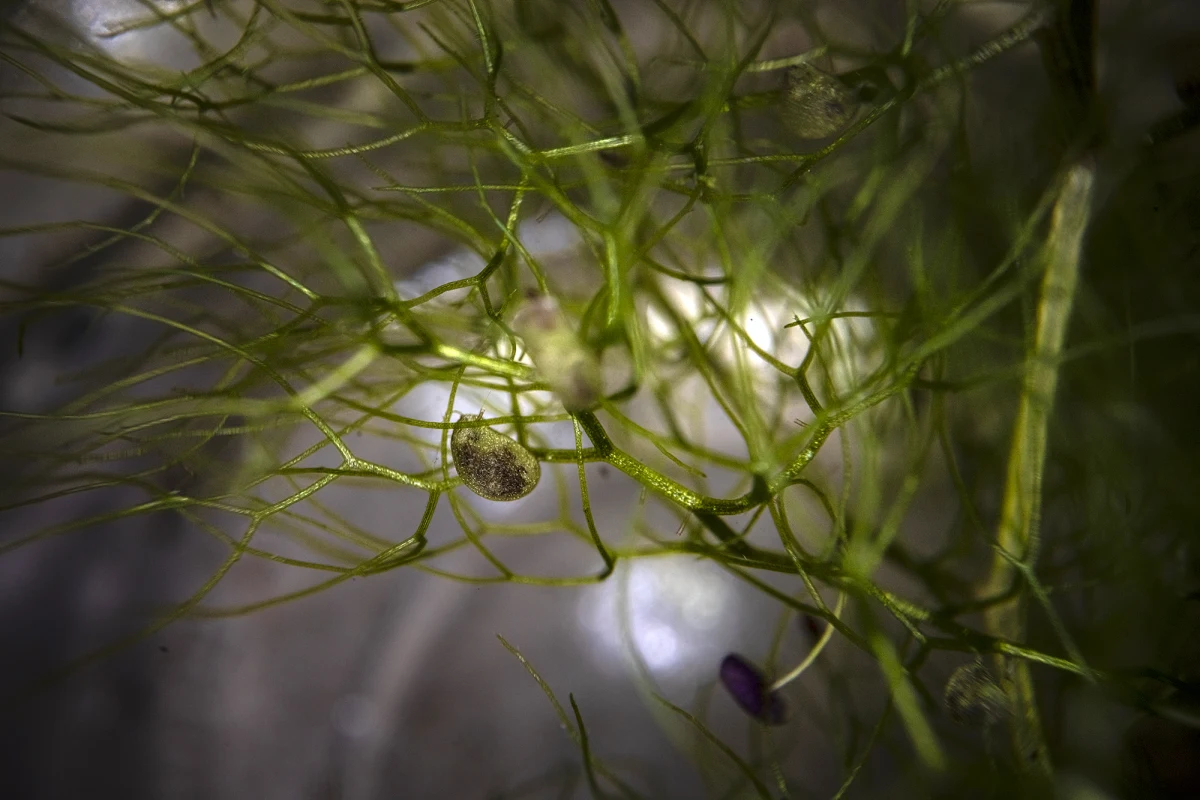 Large bladderwort