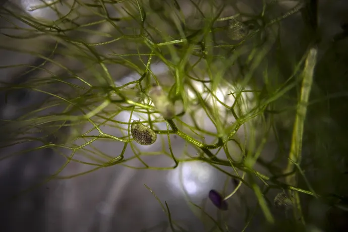 Large bladderwort