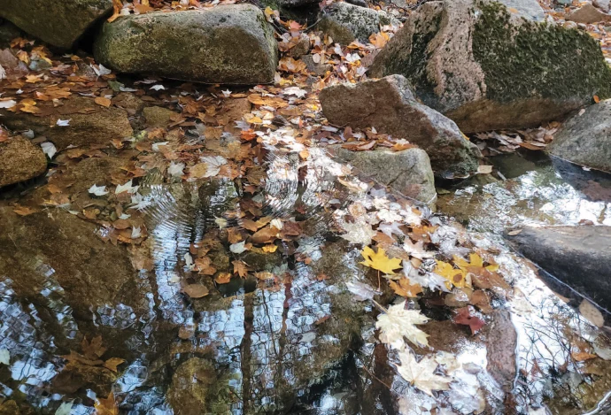 Leaves