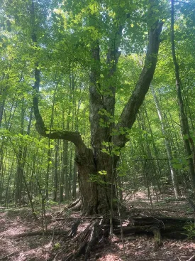 legacy-tree-web.jpg thumbnail