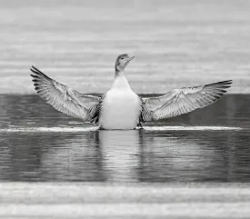 Loon rescue thumbnail