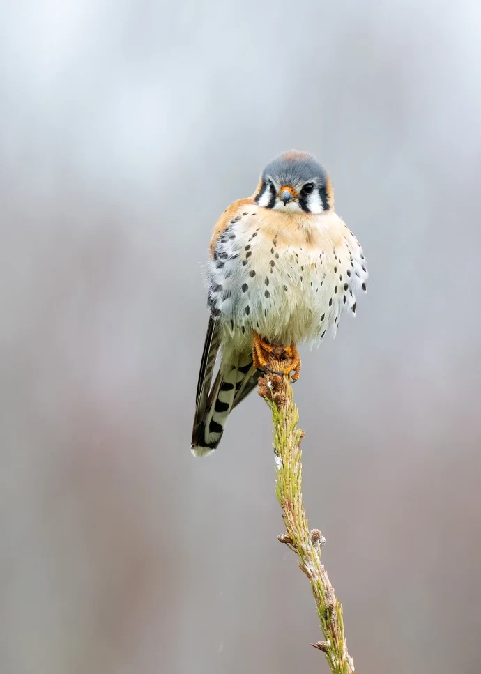 Male kestrel