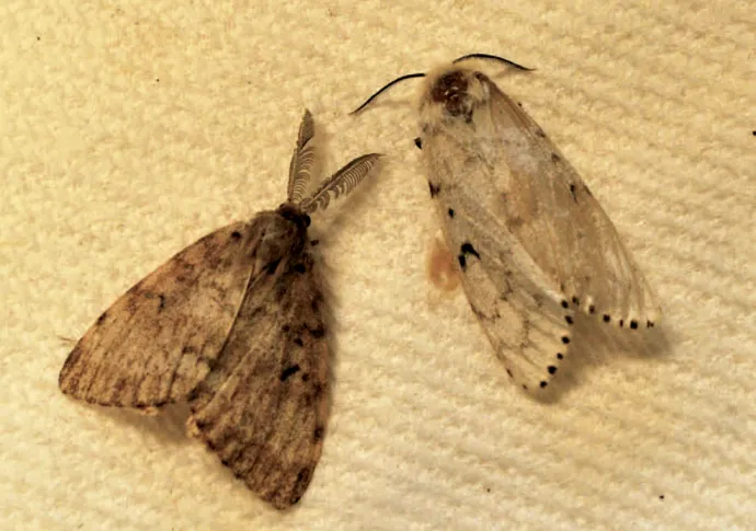 Spongy moths