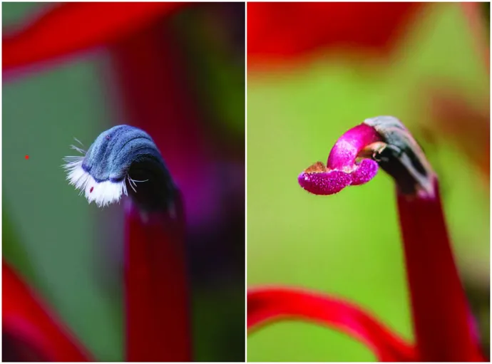 Anthers