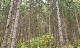 managed_spruce_web.jpg thumbnail