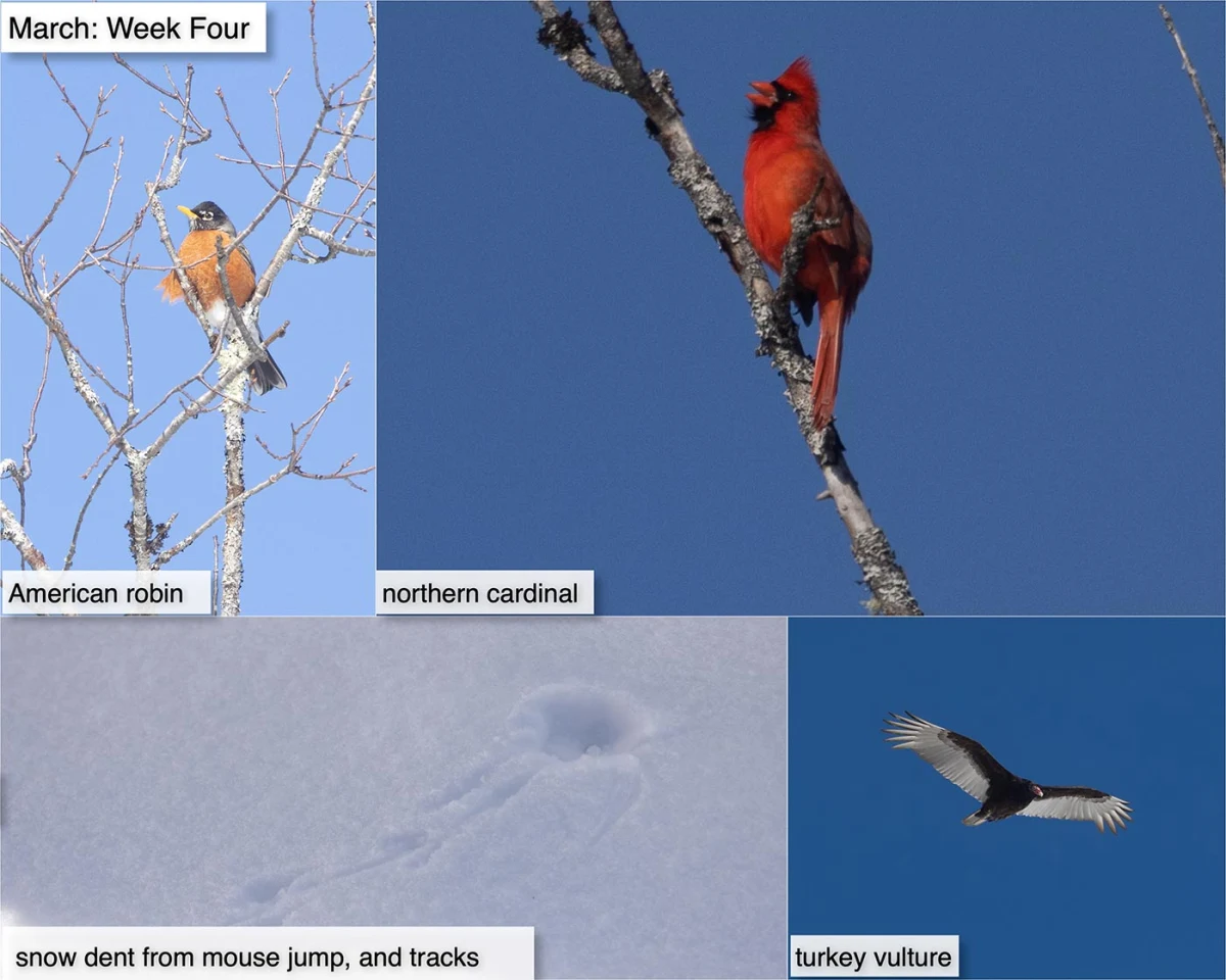 March nature