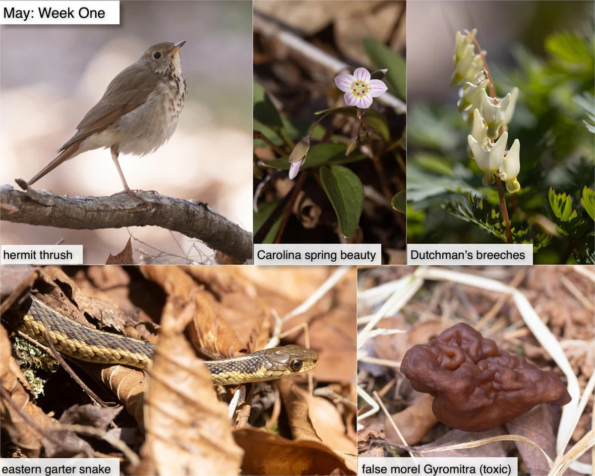 May nature