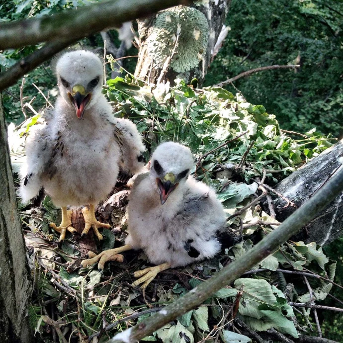 Broadwing hawk chicks