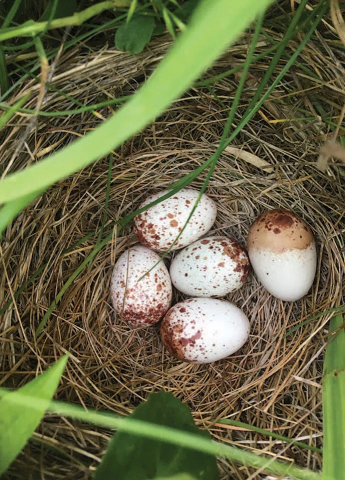 Meadowlark nest