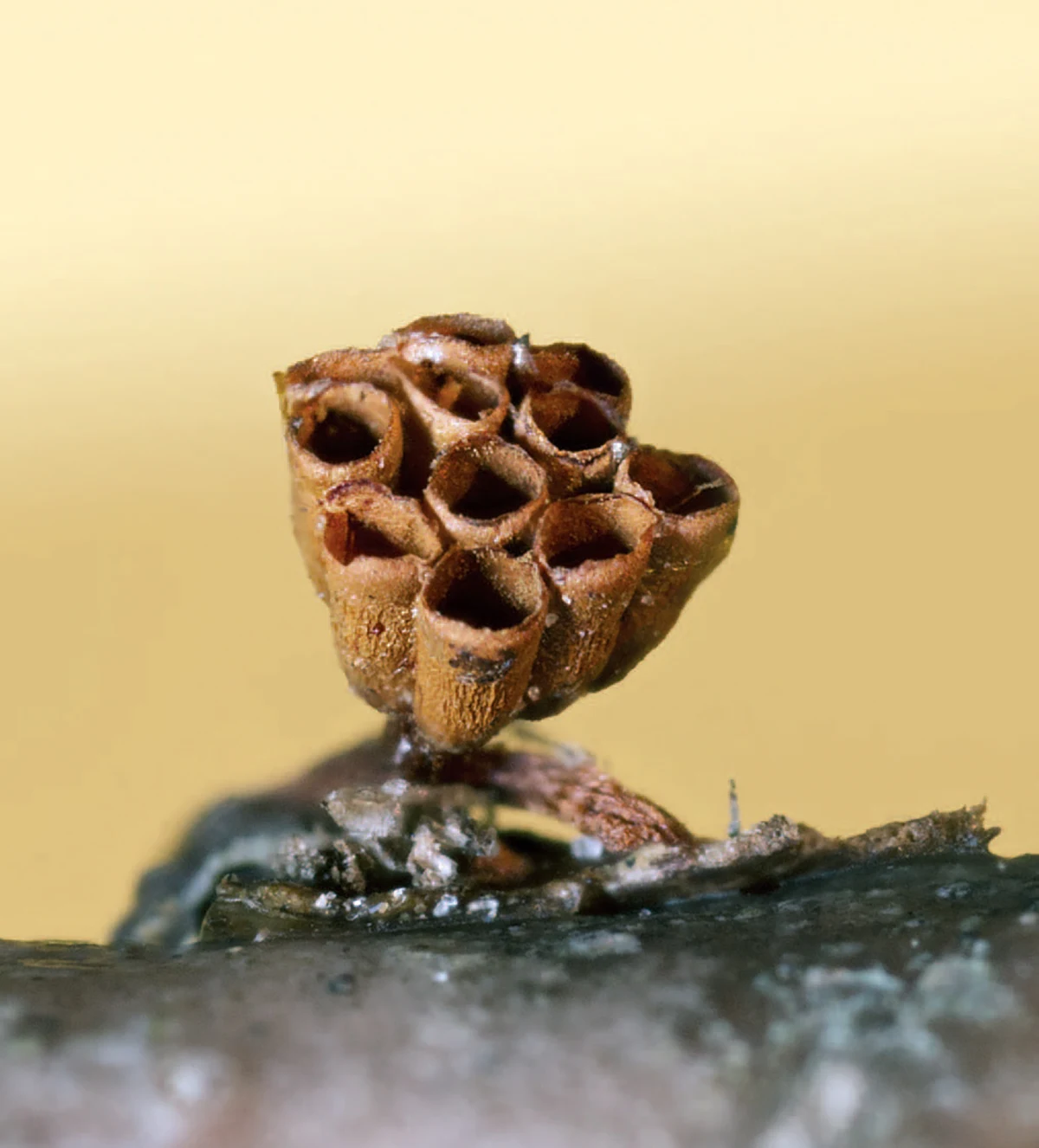 Wasps nest slime mold
