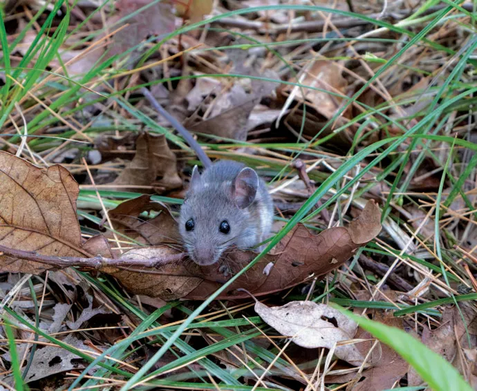 Mouse