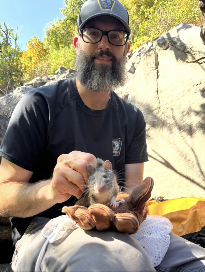 Woodrat