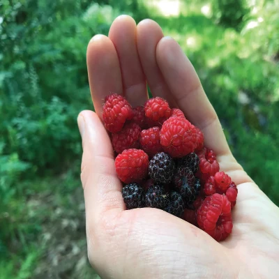 Raspberries cover by Ari Rockland-Miller