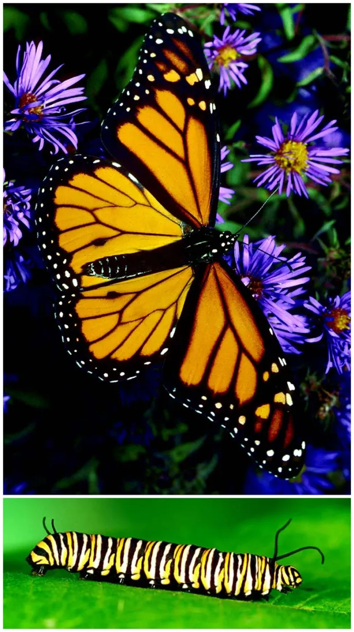 Monarch butterfly