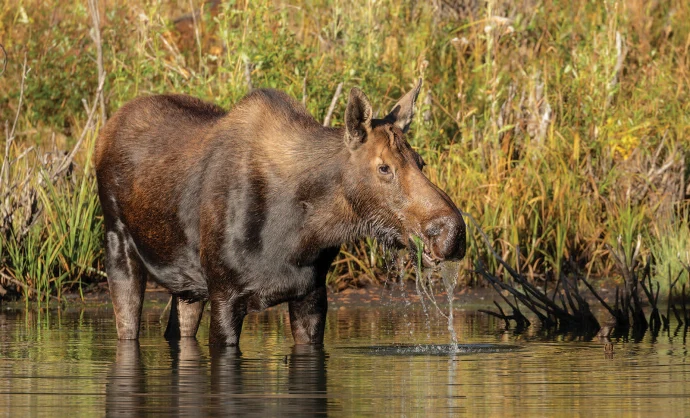 Moose foraging