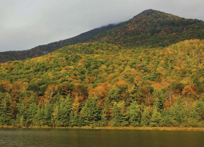Mountain foliage