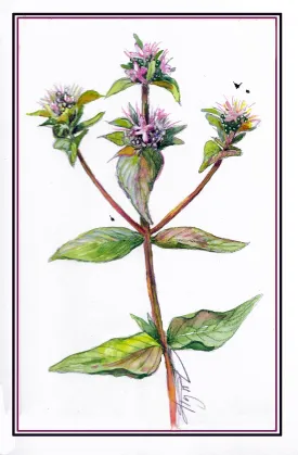 Mountain mint thumbnail