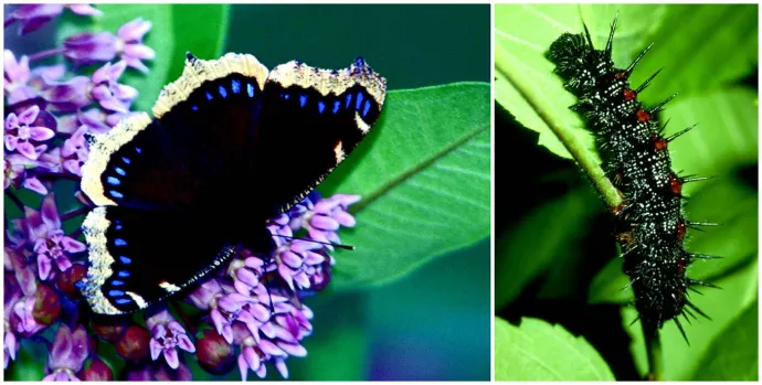 Mourning cloak