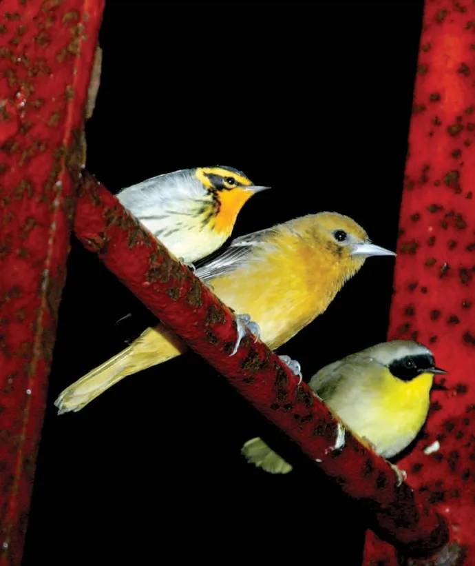 Nocturnal migrants