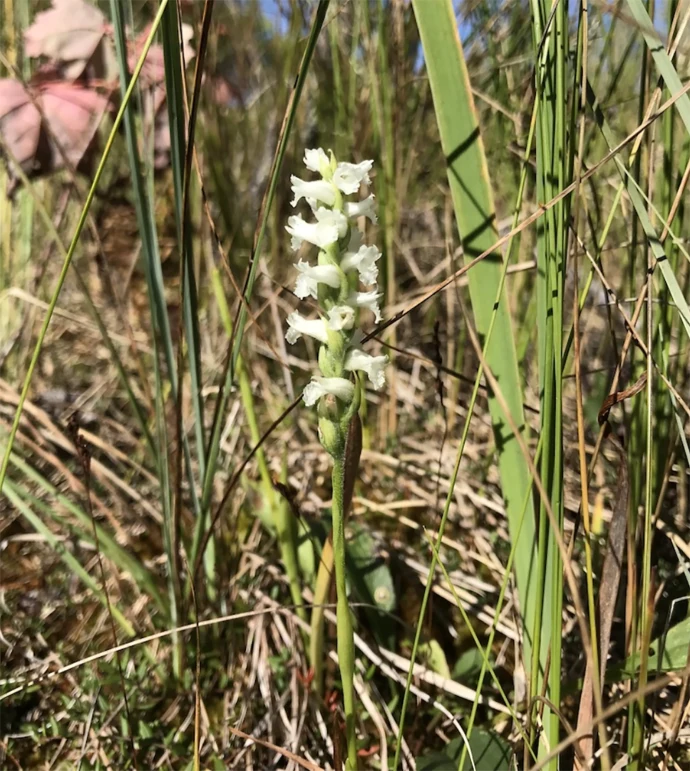 Nodding ladies-tresses