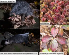 November nature thumbnail