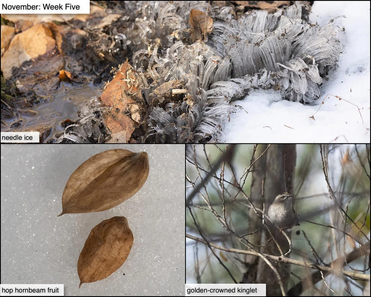 November Week Five