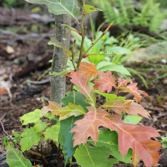 Oak browse