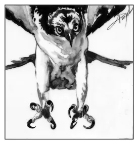 Osprey thumbnail