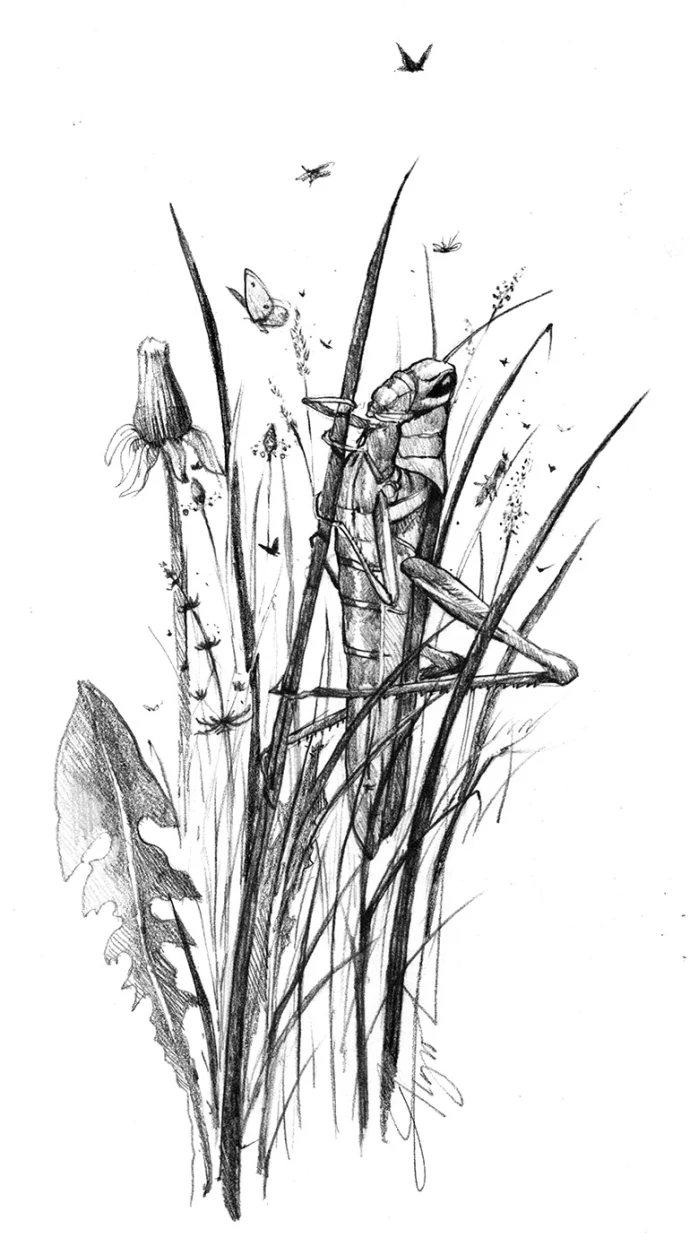 Overgrown lawns
