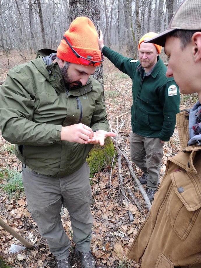 Examining larva