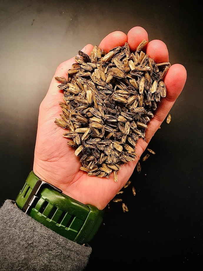 Spruce budworm