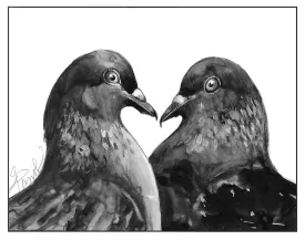 Pigeons thumbnail
