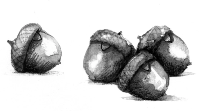 Pip gall wasp