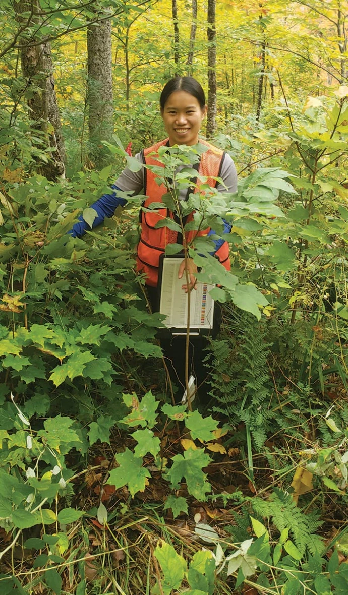 Planting seedlings