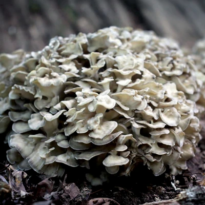 Maitake cover by Jenna Antonino DiMare