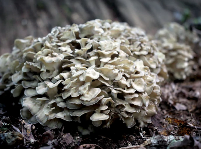 Maitake