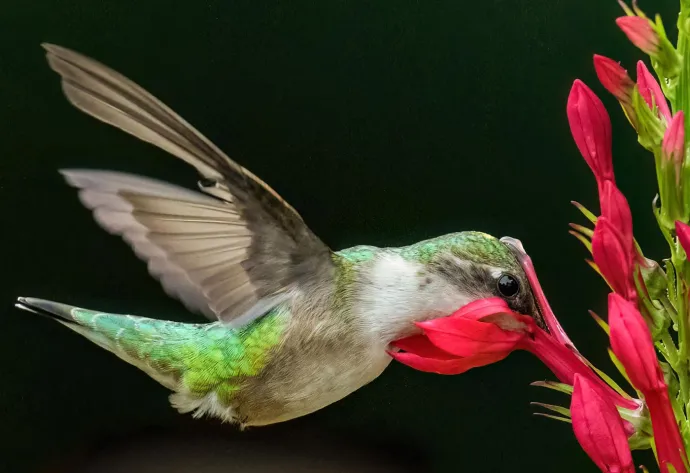 Hummingbird pollen