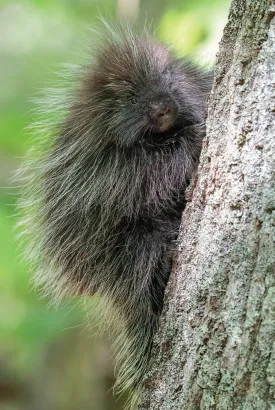 Porcupine thumbnail