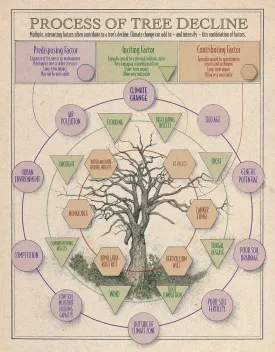 Tree decline process thumbnail