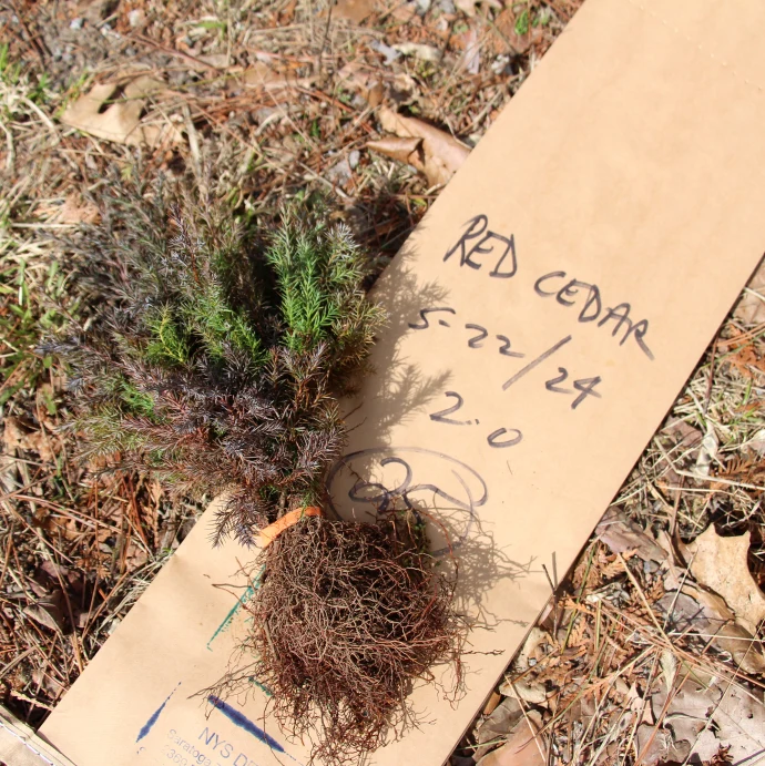 red-cedar-seed-stock.jpg