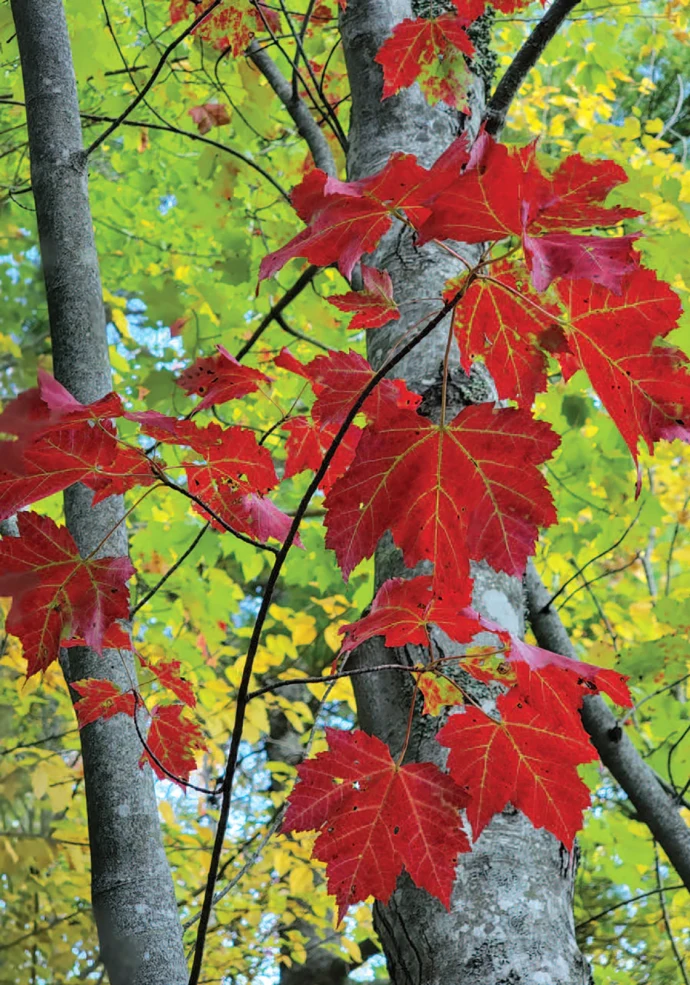 Red  maple
