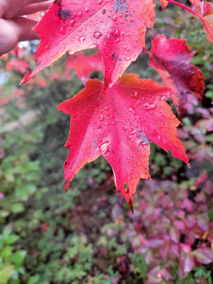 Red maple