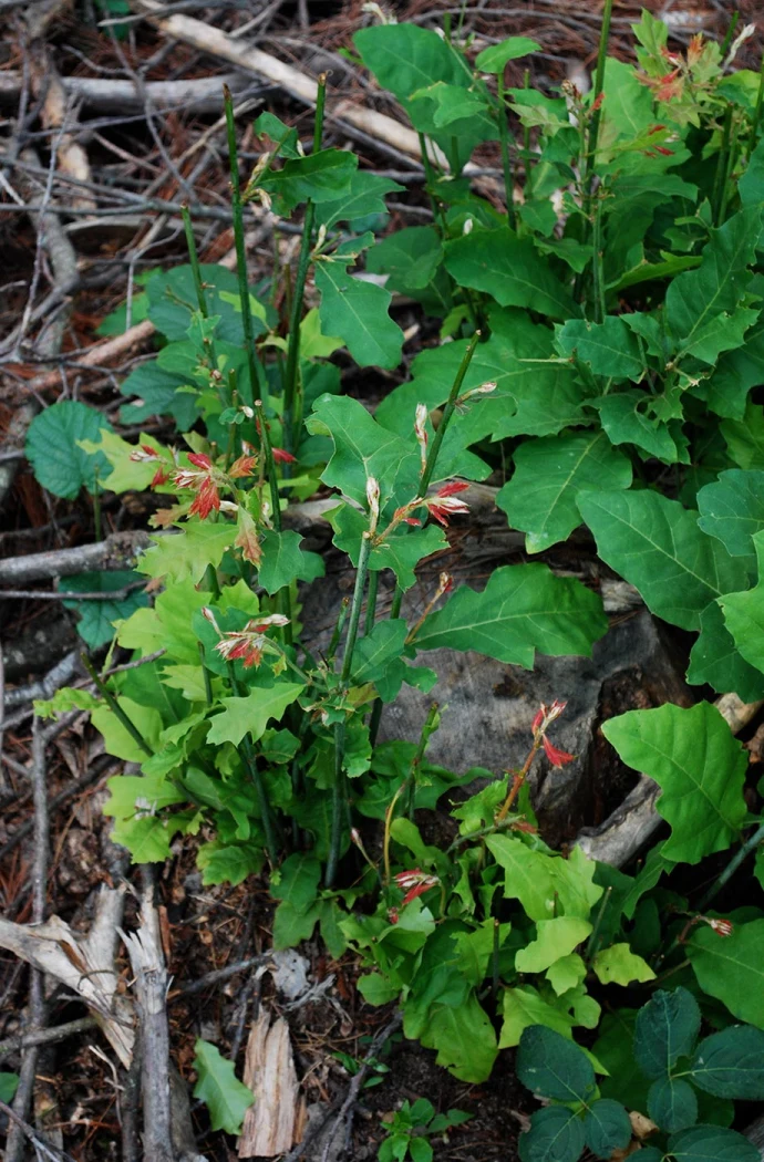 Red oak sprouts