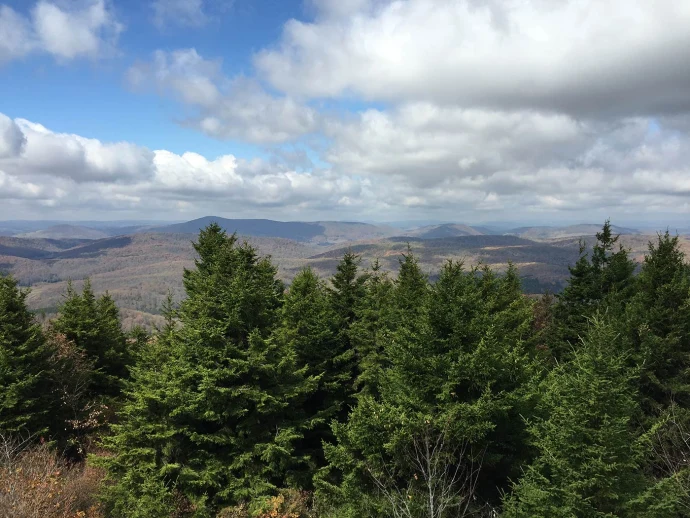 Red spruce trees
