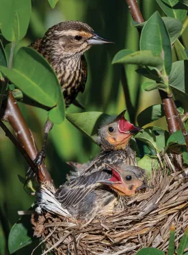 Red wing blackbirds thumbnail