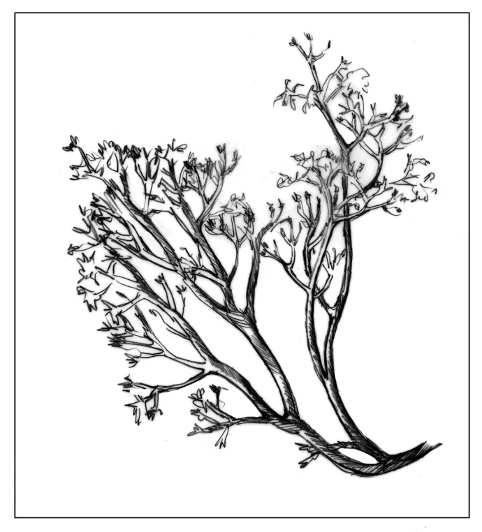 Reindeer lichen