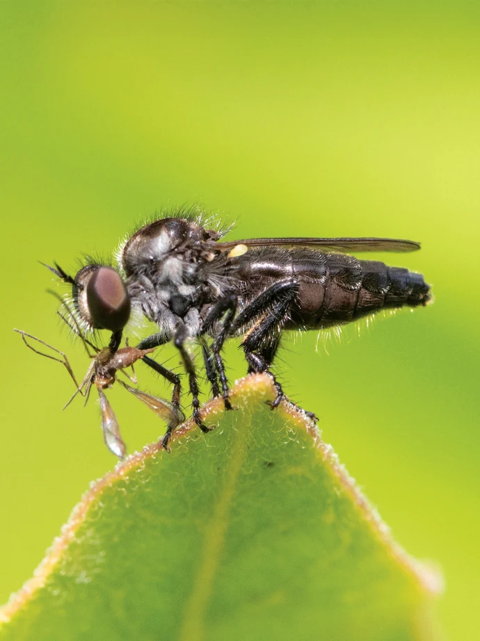 Robber fly