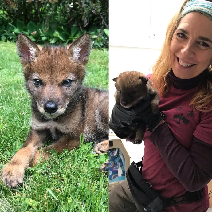 Rehab animals